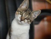 娱乐吃瓜小猫咪视频,揭秘娱乐圈那些事儿