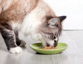 娱乐吃瓜猫咪视频大全,猫咪吃瓜视频大盘点