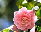 娱乐吃瓜酱山茶花,揭秘山茶花的神秘魅力