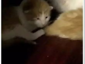 娱乐吃瓜酱小动物视频大全