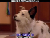 假如狗会说话娱乐吃瓜酱