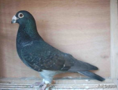 娱乐吃瓜君鸽子