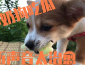 娱乐吃瓜菌狗狗,揭秘娱乐圈那些不为人知的幕后故事